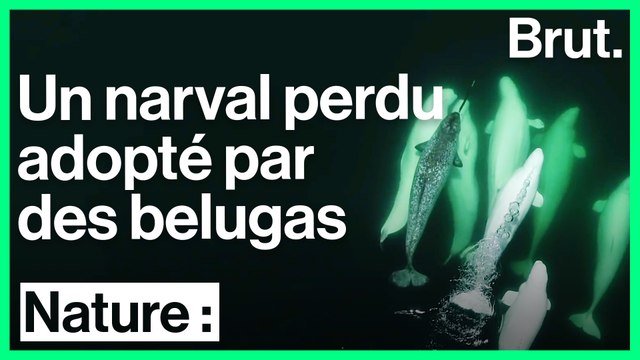 Ce narval a été accepté par des bélugas du Canada