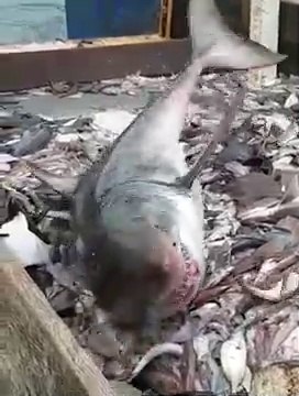 Ils pêchent un grand requin blanc en remontant leur filet et le remettent à l'eau