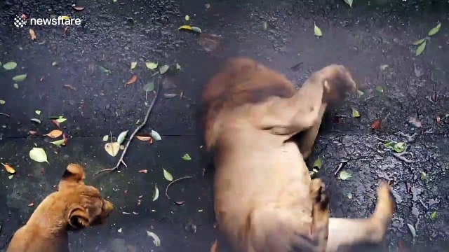 Zoo visitors shocked to see 'malnourished' lion having seizure