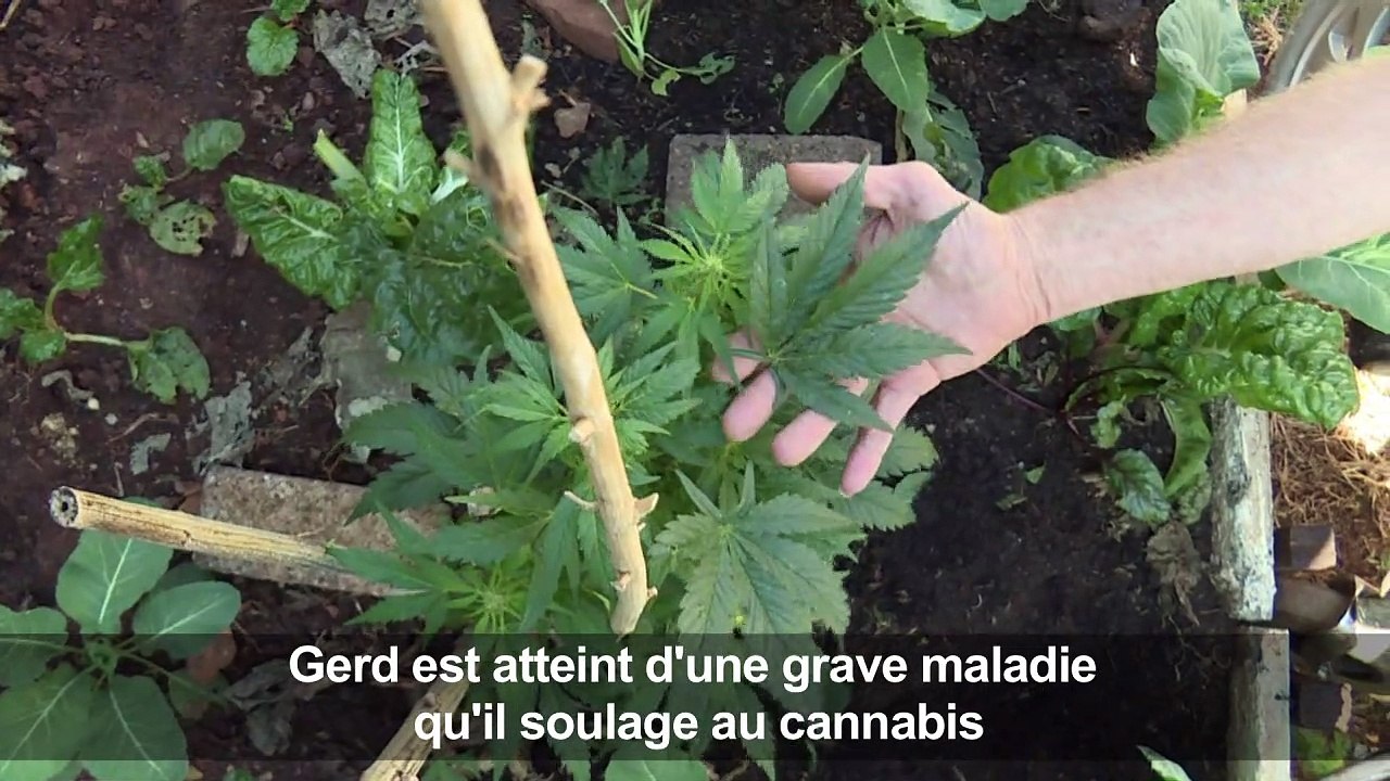 Af. du Sud: l'usage du cannabis à titre privé décriminalisé
