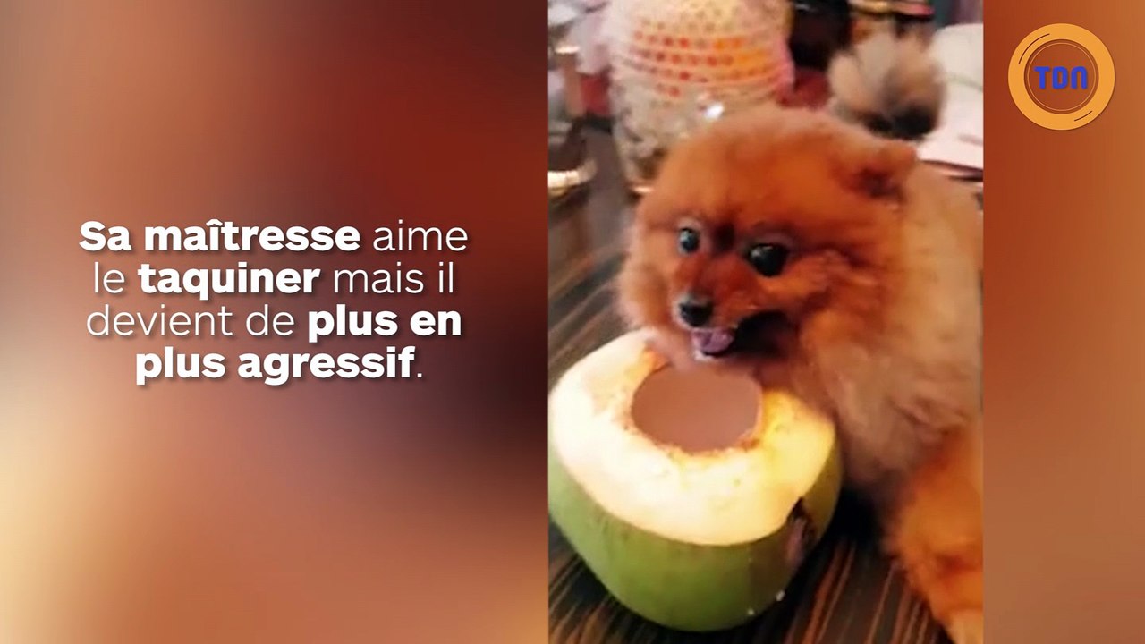 Ce mignon petit chien vient un vrai petit monstre !
