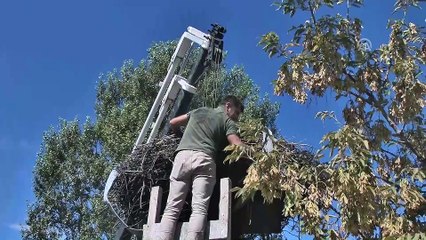 Bina yıkılmadan önce çatısındaki leylek yuvası taşındı - ARDAHAN