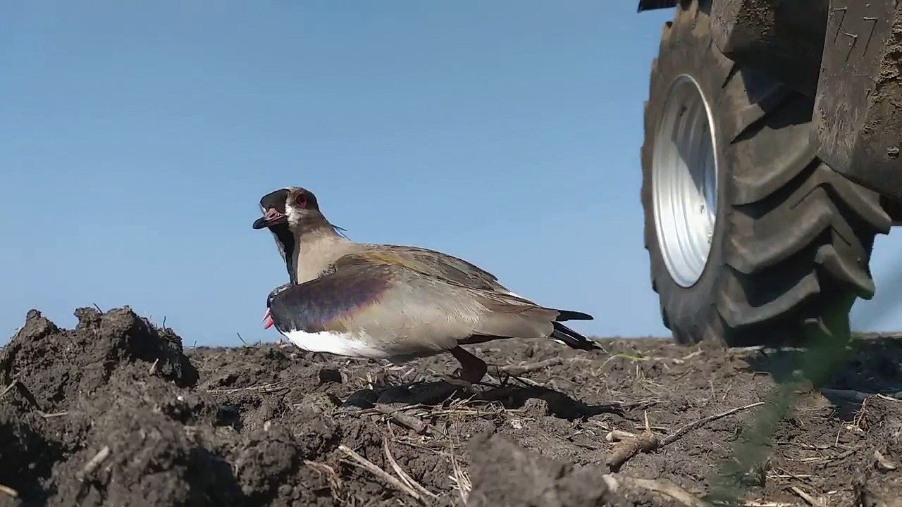 Un nid d'oiseau sur le chemin d'un tracteur
