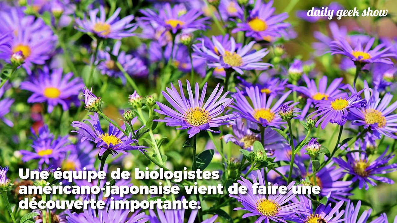 Les plantes possèdent un système de signalisation semblable au système nerveux des animaux