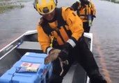 California Rescuers Save Rabbit Left Stranded by Hurricane Florence
