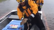 California Rescuers Save Rabbit Left Stranded by Hurricane Florence