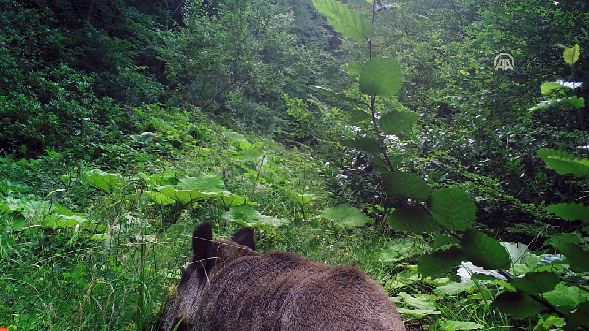 Yaban hayatı 'fotokapan'la görüntülendi - DÜZCE