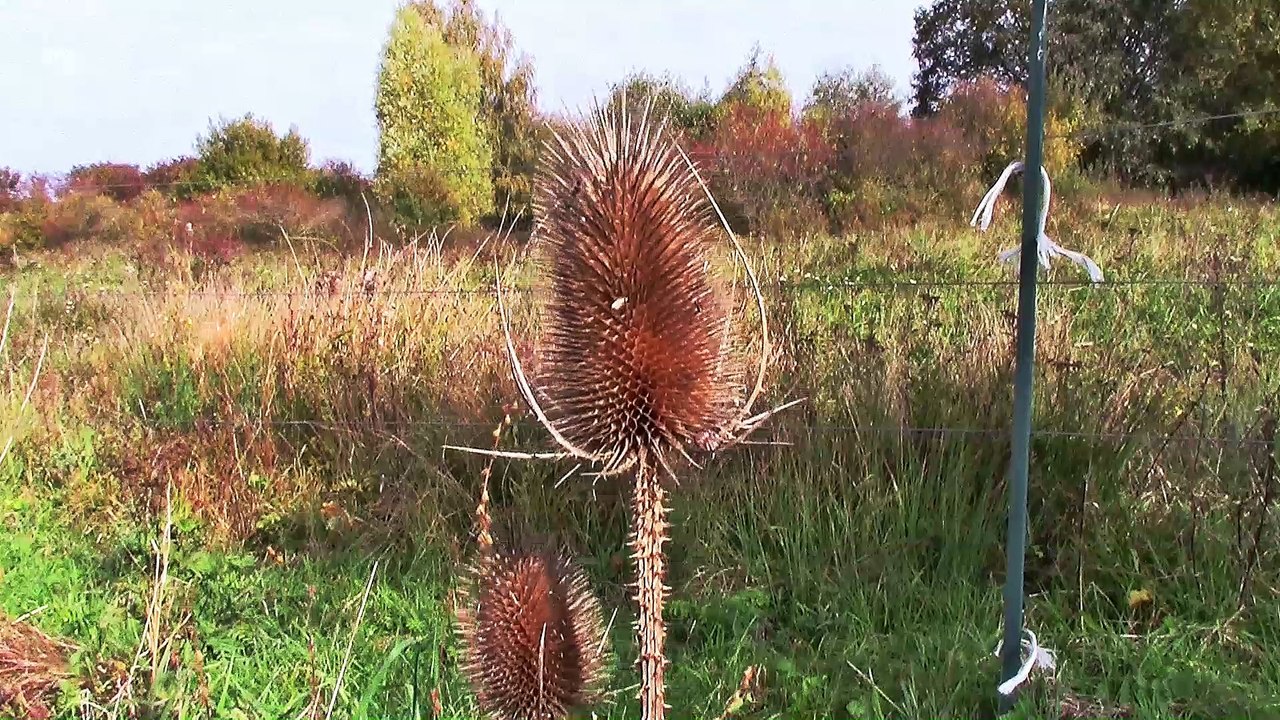 Koblenz Schmidtenhöhe – 5