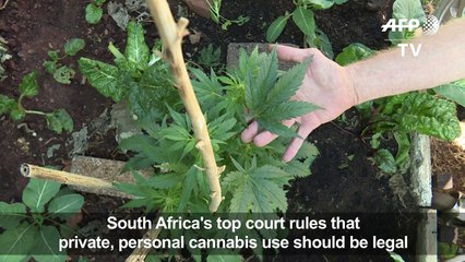 S.Africa's top court rules private cannabis use legal