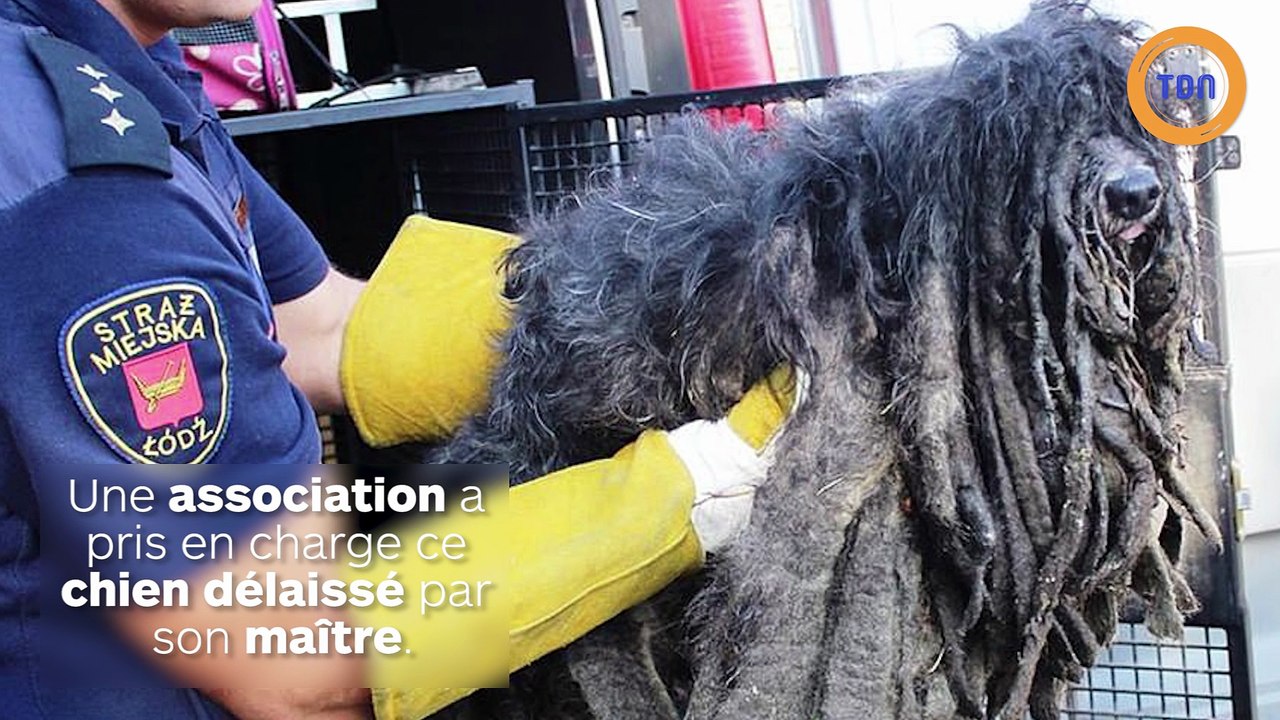 Couvert de nœuds et de dreadlocks, regardez ce que ce chien est devenu une fois tondu !