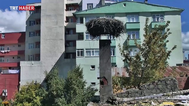 Yıkılacak binanın çatısındaki leylek yuvası taşındı