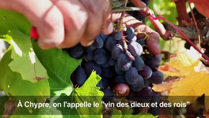 Chypre vendange "le vin des rois et des dieux"