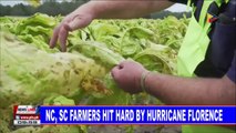 GLOBAL NEWS: NC, SC farmers hit hard by Hurricane Florence