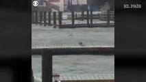 Varios delfines nadan en las calles de Carolina del Norte tras el paso de Florence
