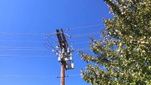 Cat Dies After Entering Substation, 7,500 Customers Lose Power