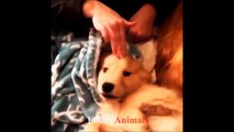Funny Dogs Compilation 2018 - Funny Dog Videos - Cute Dogs Video