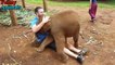 Funny and Cute Baby Elephant & Lap Elephants Videos Compilation 2017