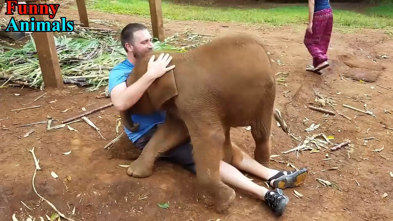 Funny and Cute Baby Elephant & Lap Elephants Videos Compilation 2017