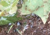 Fire Ants Clump and Float to Survive Florence Floodwaters