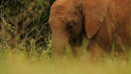 Au Kenya, l'orphelinat des éléphants