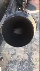 Une souris dans un pot d'échappement