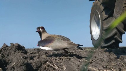 Un nid d'oiseau sur le chemin d'un tracteur