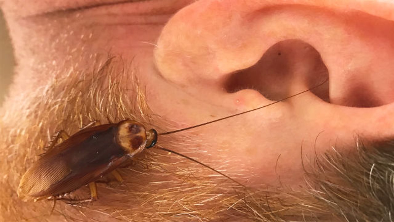 Can a Cockroach Crawl Into Your Ear?