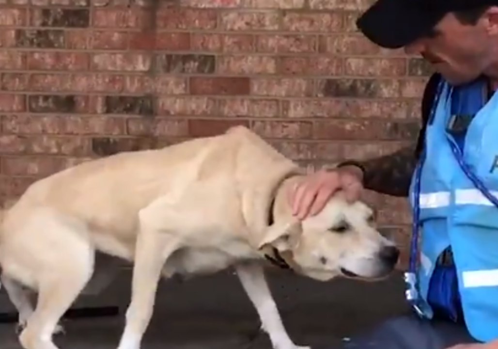 'Terrified' Dog Rescued After Being Stranded by Hurricane Florence Flooding