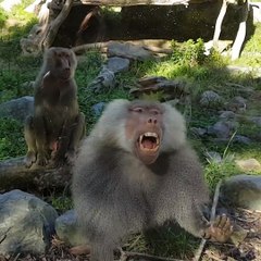 Kids And Zoo Animals Fun