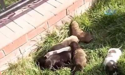 Boğulmak üzere olan 7 yavru köpek kurtarıldı
