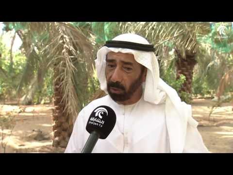 مزارع النخيل تستعد في الأيام القليلة القادمة لموسم حصاد الرطب