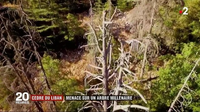 Réchauffement climatique : les cèdres millénaires du Liban désormais menacés