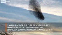 Le phénomène de murmuration: un nuage d’oiseaux incroyable