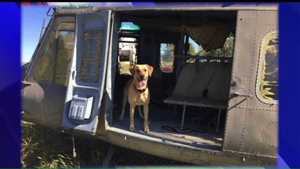 Saving Lives One Sniff at a Time: Inside the Life of a Rescue Dog