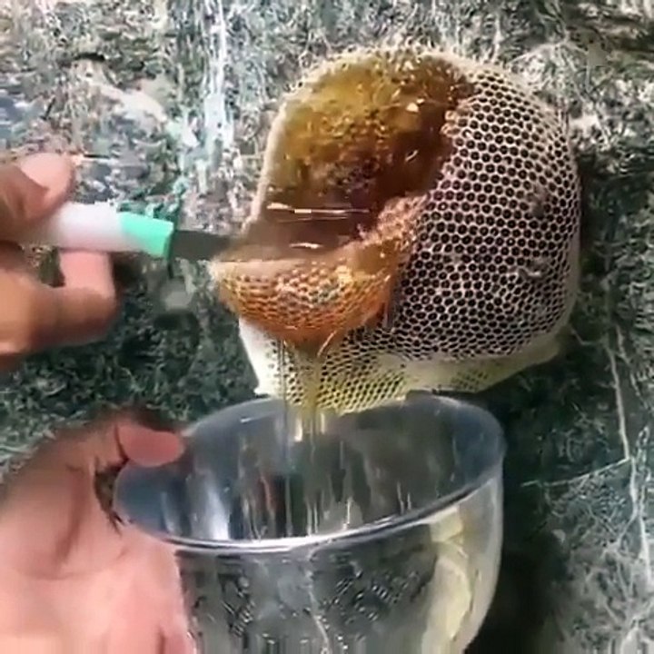 Il récolte du miel sur une ruche d'abeilles sauvages