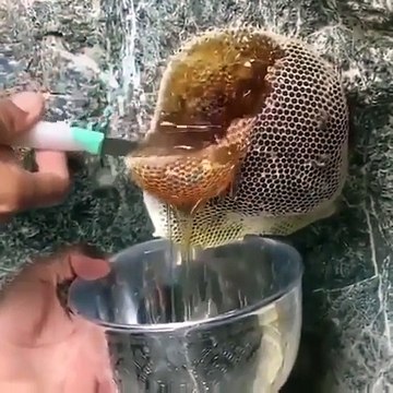 Il récolte du miel sur une ruche d'abeilles sauvages