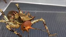Ces Crickets carnivores sont terrifiants et surréalistes