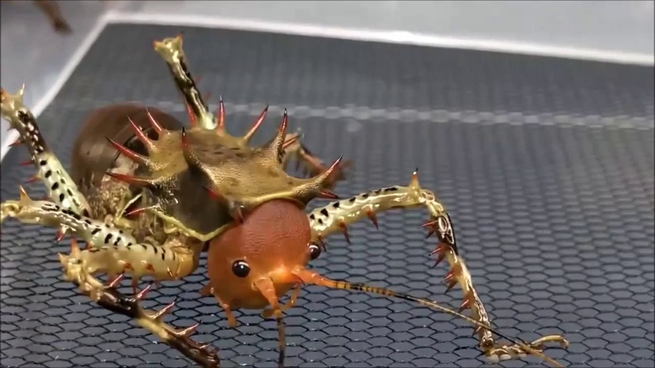 Ces Crickets carnivores sont terrifiants et surréalistes