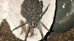 Une araignée transporte tout ces oeufs sur son dos... mignon ou terrifiant?!