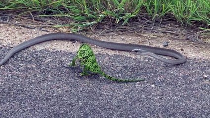Un caméléon face à un serpent va etre sauvé par le bruit de la caméra