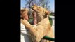 2 lions retrouvent leur ancienne dresseuse 7 ans après : retrouvailles émouvantes