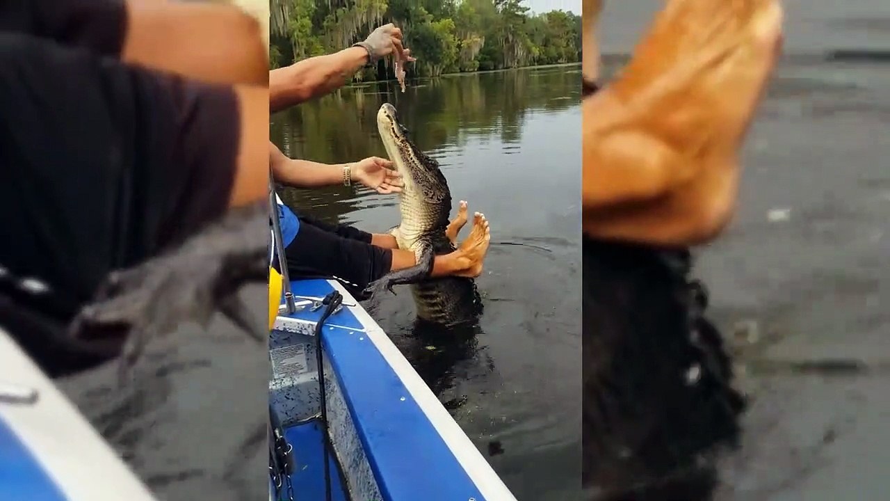 Il nourrit un crocodile sauvage à la main