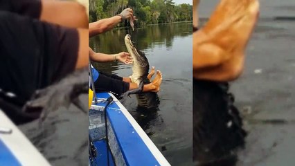 Il nourrit un crocodile sauvage à la main