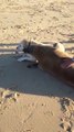 Un jeune lion de mer vient faire un calin à un chien... Trop mignon