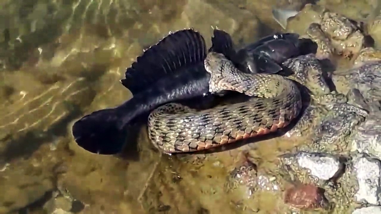 Ce serpent gourmand essaie d'avaler un gros poisson chat