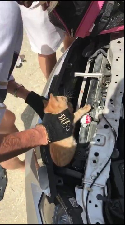 Ce qu'elle va trouver coincé dans le moteur de...