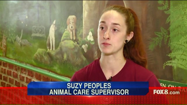 Rescued Animals Stranded After Florence Arrive in Ohio for New Homes