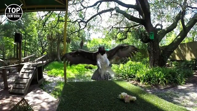 10 Aves De Presa Más Letales Y Poderosas Del Mundo