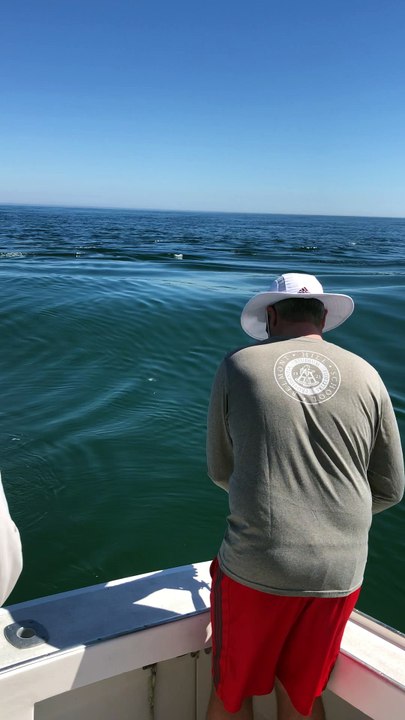 Great White Shark Steals Fisherman's Catch