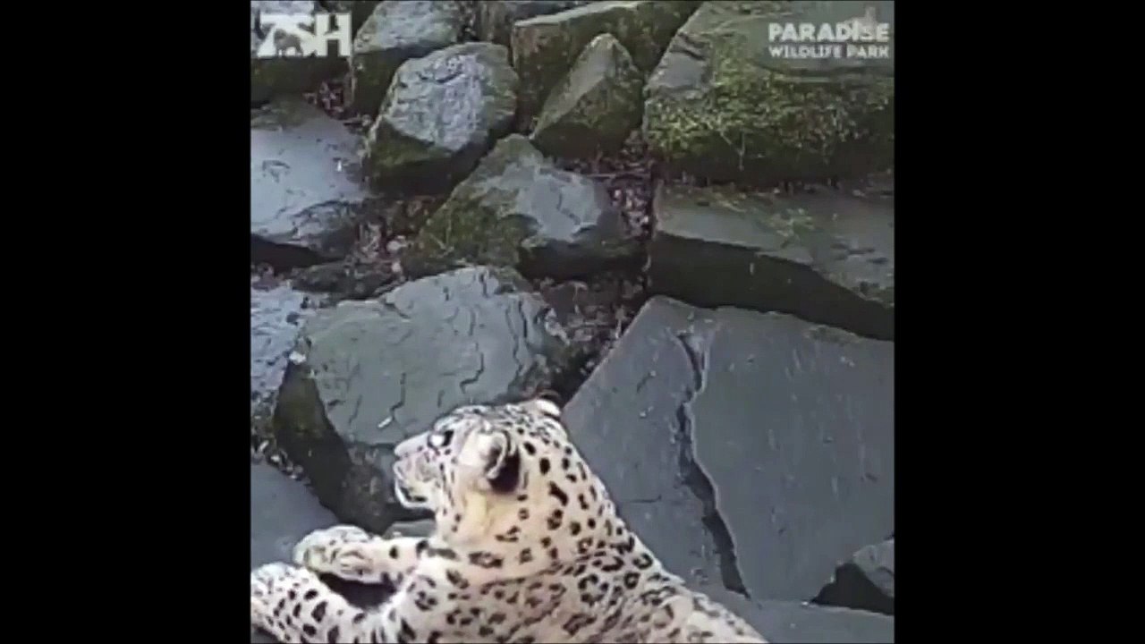 Cette panthère des neiges se prend pour un petit chat pendant quelques secondes